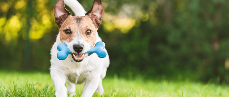 Pâques avec son chien