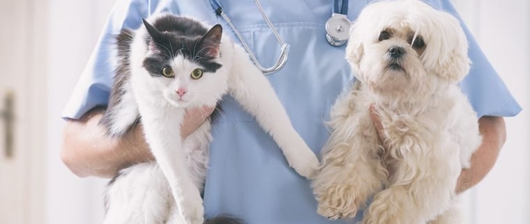 Déclaration sinistre en ligne chien chat
