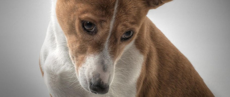 chien basenji