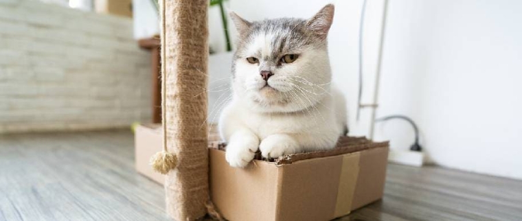 Déménagement avec un chat