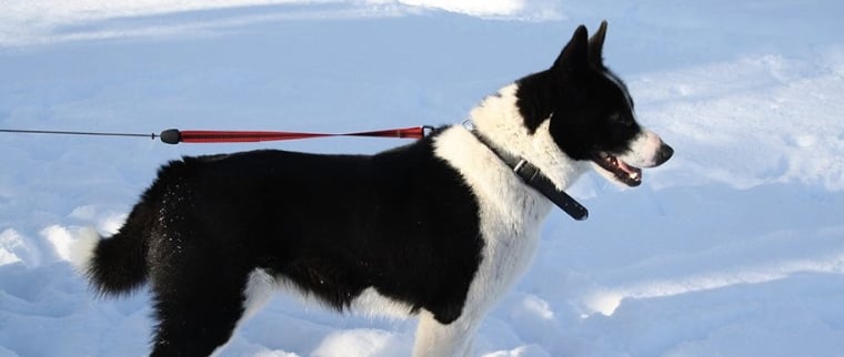 Chien d'ours de Car&eacute;lie