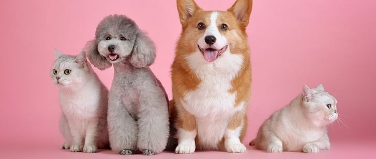 Assurance son animal de compagnie