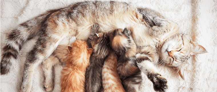 Chatte allaite chatons
