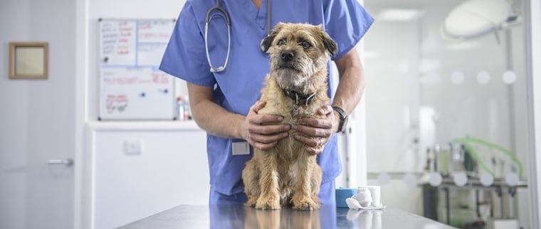 dysplasie de la hanche chez le chien