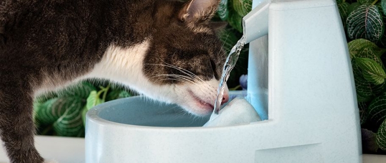 Fontaine &agrave; eau pour chats