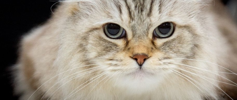 chat Ragamuffin