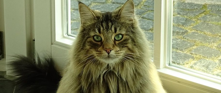 chat norv&eacute;gien