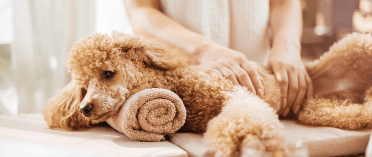 ost&eacute;opathe canin