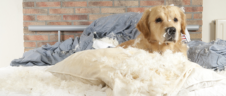 chien dans un lit
