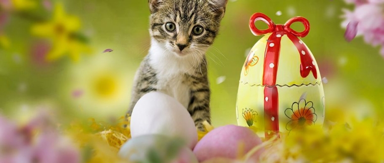 P&acirc;ques avec son chat