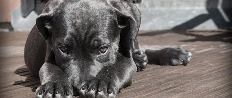 &Eacute;clampsie chez la chienne