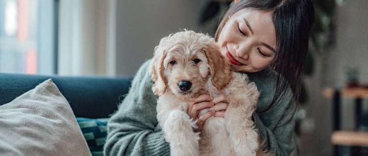 Les sucreries et les chiens