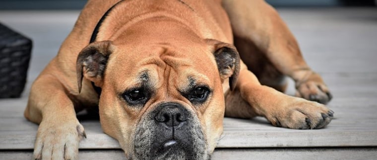 Insuffisance r&eacute;nale chez le chien