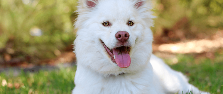 Hypersalivation chien