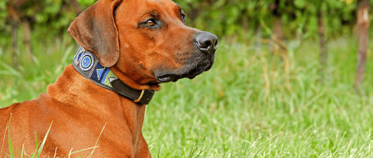 Collier pour chien