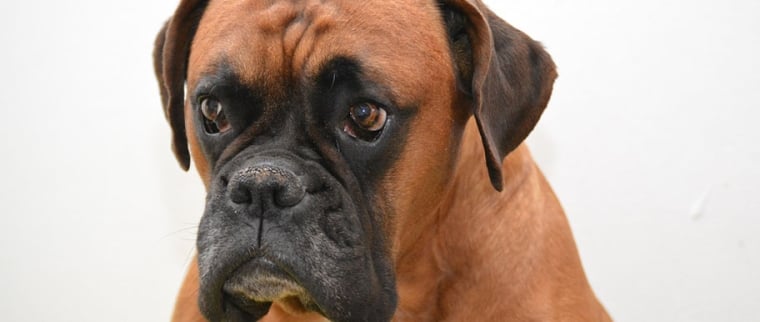 Le boxer
