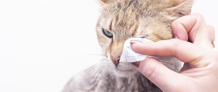 nettoyer les yeux d’un chat