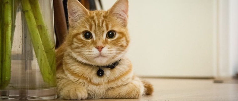 Adopter un chat