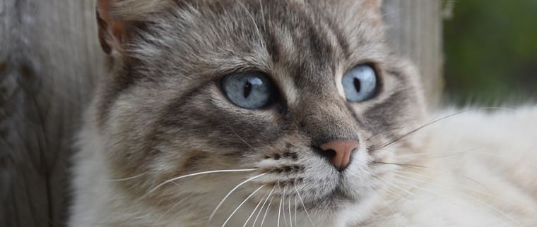 Chat Ojos Azules