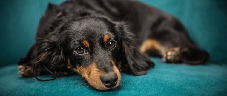 chien épillet
