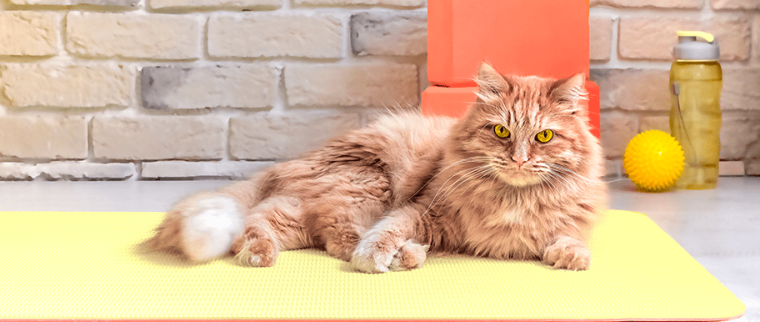 cat-agility