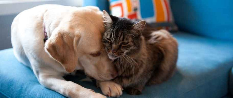 Races de chiens et chats prédisposées aux maladies : quels risques pour votre animal ?