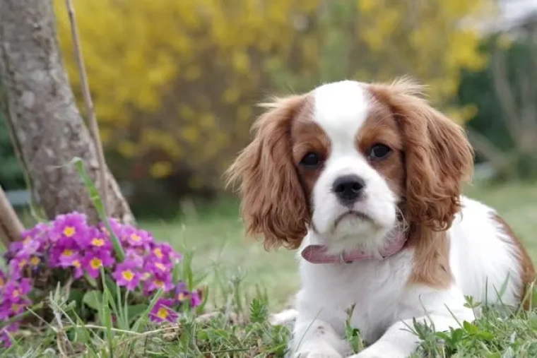 assurance Cavalier King Charles