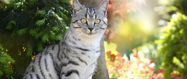 assurance Chat British Shorthair