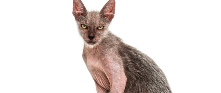 chat lykoi