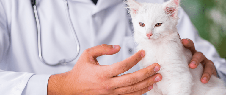chat chez le vétérinaire