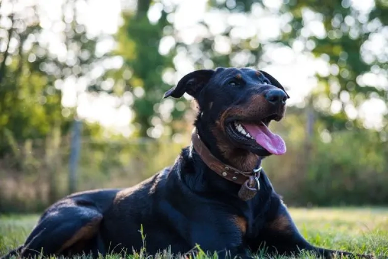 Assurance Beauceron