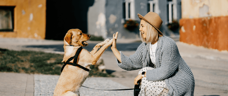 personnalit&eacute; du chien