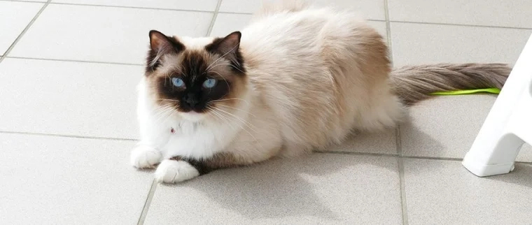 Assurance chat Ragdoll