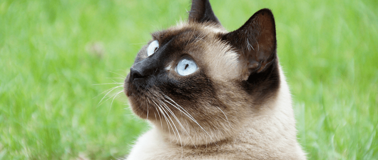 chat tha&iuml;