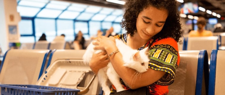 voyager avec un chat en avion