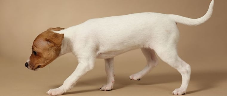 fox-terrier &agrave; poil lisse