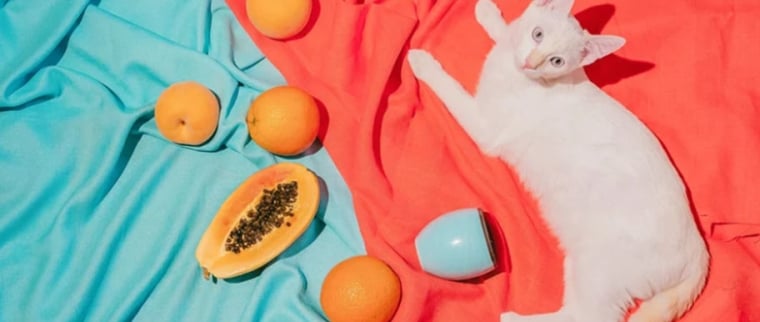 chat fruits