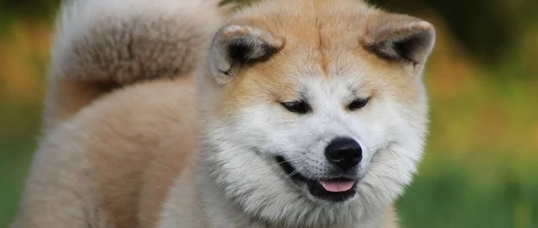 assurance akita inu