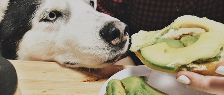 avocat chien