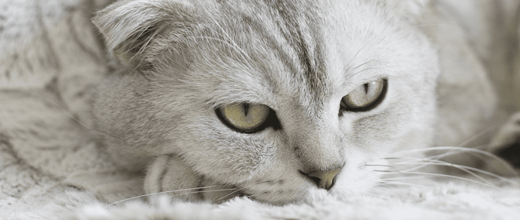 Chlamydiose du chat