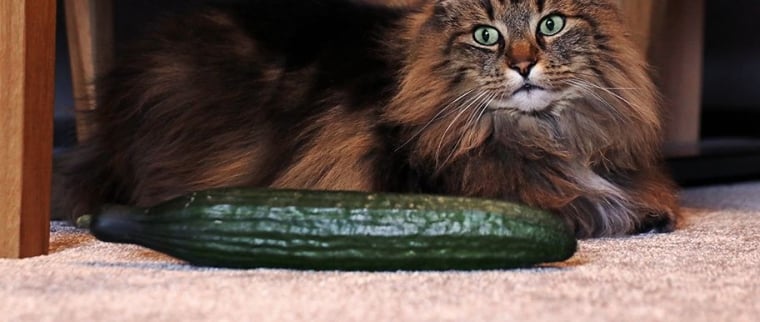 chats peur des concombres
