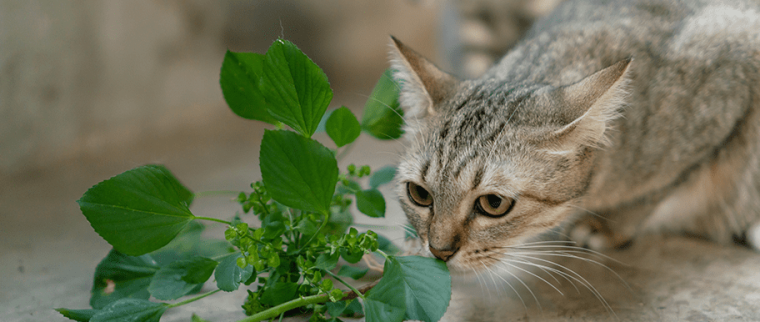 coryza du chat
