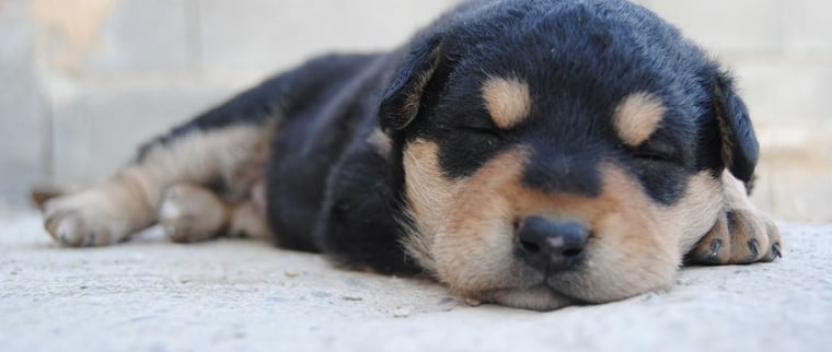 sommeil du chien