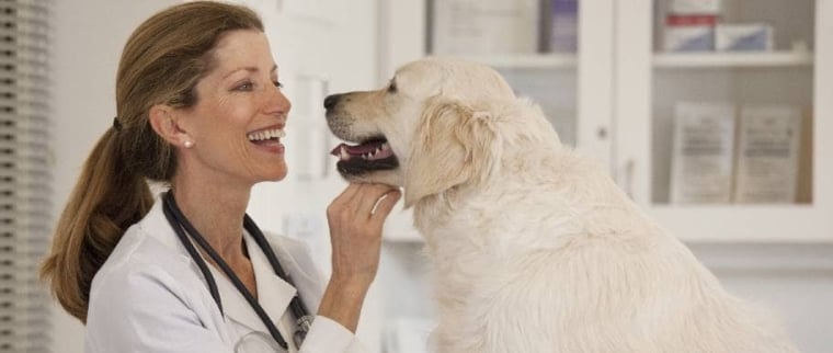 Castration du chien mâle