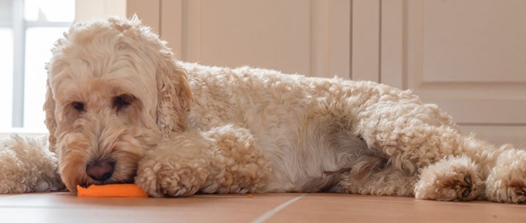 Vitamines pour chien
