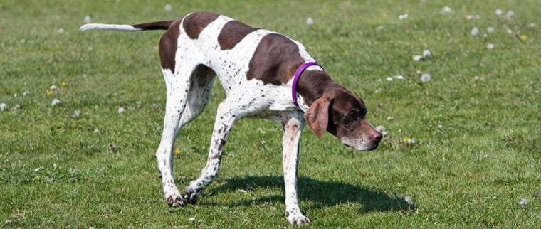 Pointer anglais