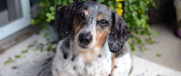 Assurance - Chien de race ou chien crois&eacute;