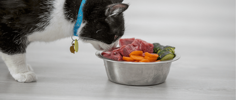 alimentation naturelle chat
