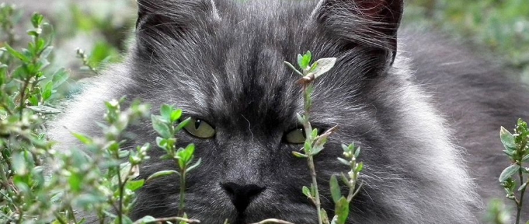 chat sibérien