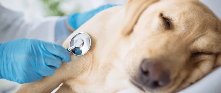 Chien malade prostate